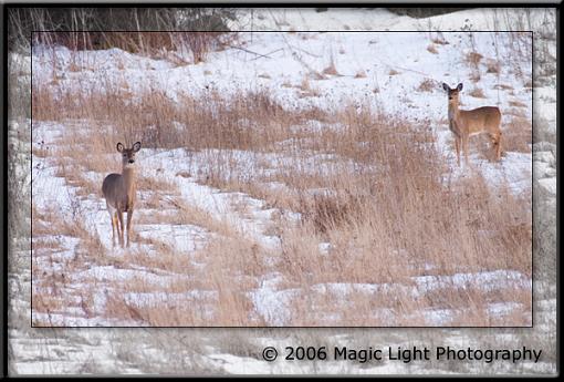 ID'ed my first bird today, by sound!-crw_0073.jpg