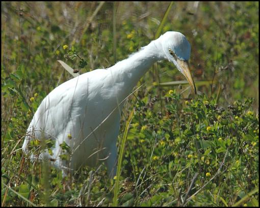 Bird ID part V-cattle.jpg