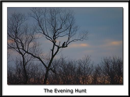 The Evening Hunt-crw_0068.jpg