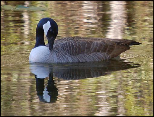 Bird ID part V-can.jpg