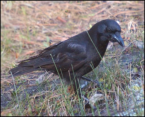 Bird ID part V-crow.jpg