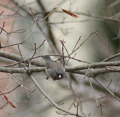 Click image for larger version.&nbsp;

Name:	junco.jpg&nbsp;
Views:	61&nbsp;
Size:	69.7 KB&nbsp;
ID:	23780