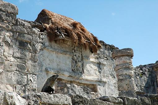 Tulum Iguana-dsc_0648_tulumiguana_small.jpg