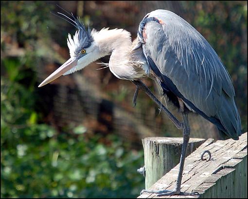 Bird ID part VI-gbh.jpg