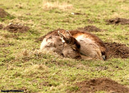 Sleepy  old deers.-fawn-1.jpg