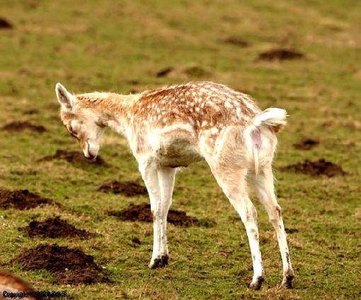 Sleepy  old deers.-img_2203.jpg