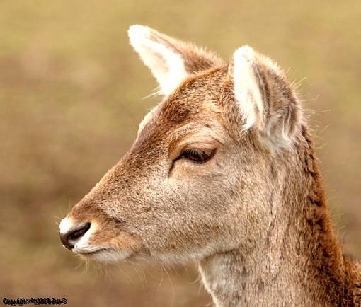 Sleepy  old deers.-img_2329.jpg