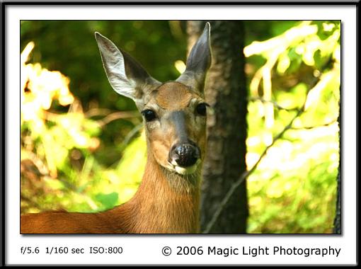 Whitetail-deer-copy.jpg