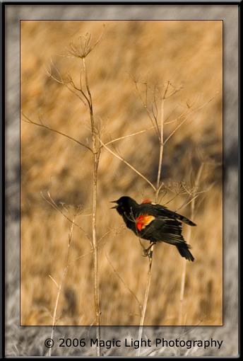 Bird ID part VI-crw_0334_rw-black-bird.jpg