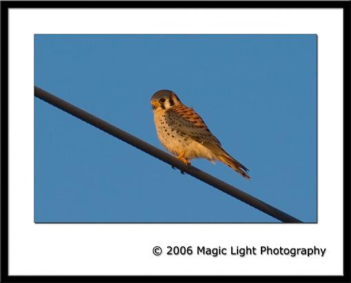 Bird ID part VI-crw_0351_kestral.jpg