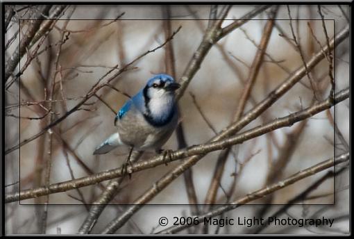 Bird ID part VI-crw_0287_blue-jay.jpg