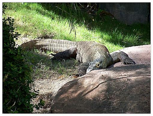 Fom Disney Wild Kingdom-100_4791-copy-3.jpg