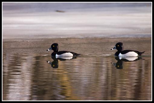 Bird ID part VI-crw_0440.jpg