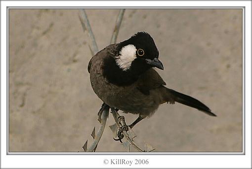 Bird ID......-killroy-bird-2-.jpg