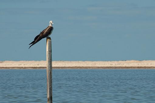 A pelican and two osprey.-dsc_0526_mex0600205_riolagartos_small.jpg