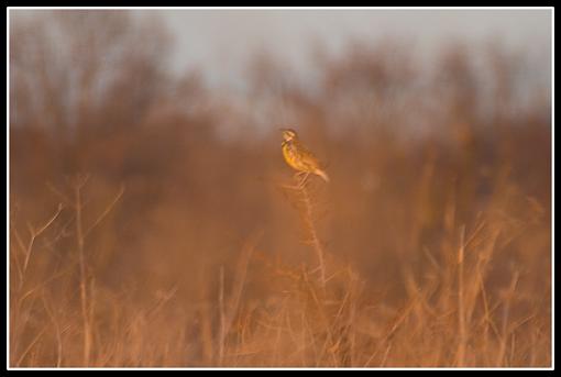 Bird ID part VI-crw_0558.jpg