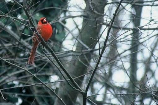 Bird ID part VI-607821-r1-25-25-1.jpg