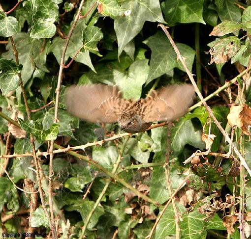 The Dunnock-img_4024.jpg