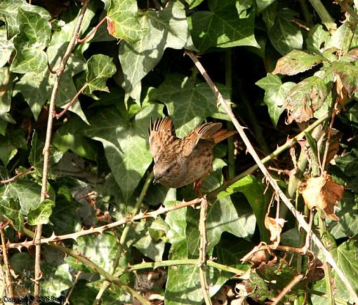 The Dunnock-img_4083.jpg