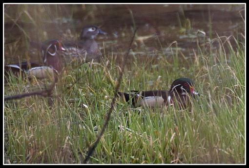 Bird ID part VI-crw_0636.jpg