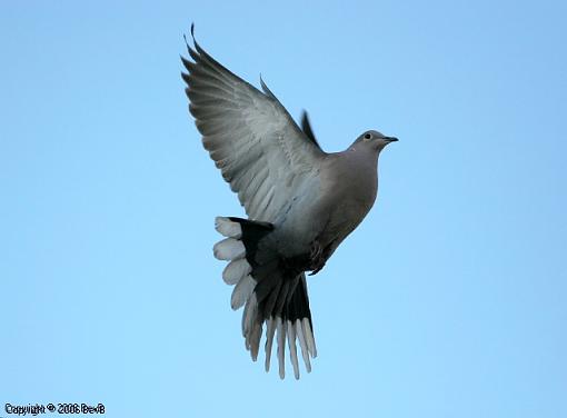 Evening flight-img_6014.jpg