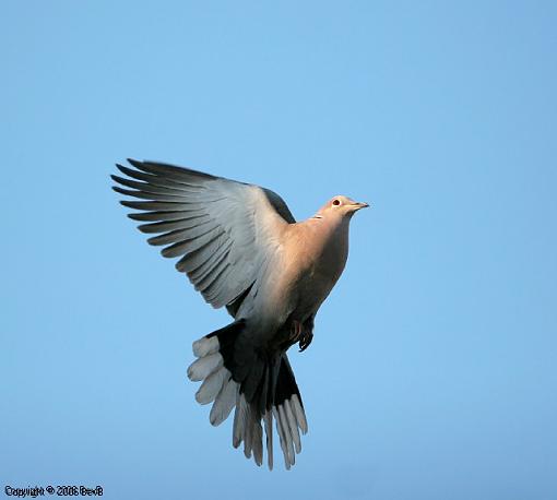 Evening flight-img_6015.jpg