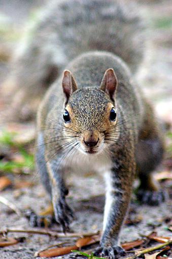 Mr Squirrel-squirrel-1.jpg