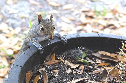 Mr Squirrel-squirrel-2.jpg