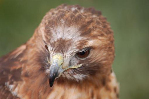 Captive Kestrels &amp; Hawks-dsc_0035.jpg