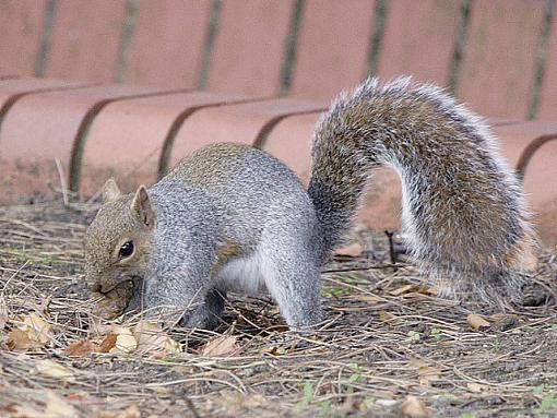 Mr Squirrel-img_9451.jpg