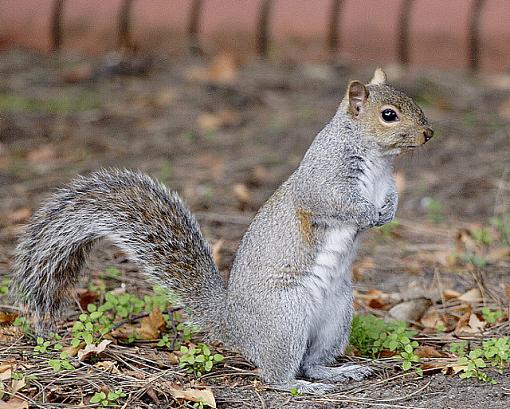 Mr Squirrel-img_9479.jpg