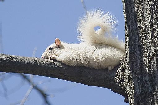 here's a squirrel you've not seen ;)-albino1.jpg