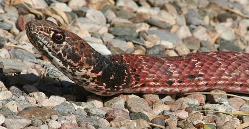 Sonoran Coachwhip - Masticophus flagellum cingulum-coachw_head.jpg