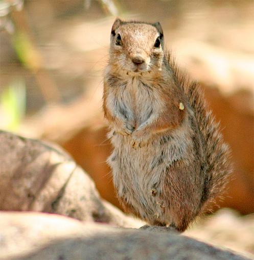 Arizona Squirrels - (one's you probably HAVE seen)-hsquirrel_loa.jpg