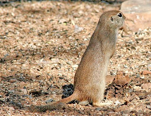 Arizona Squirrels - (one's you probably HAVE seen)-cleetus2.jpg