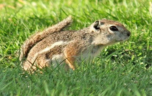 Arizona Squirrels - (one's you probably HAVE seen)-harris_side_lo.jpg