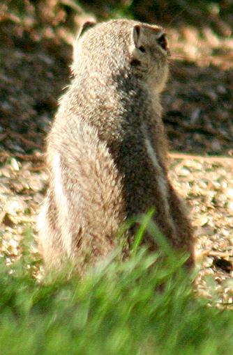 Arizona Squirrels - (one's you probably HAVE seen)-harris_rear.jpg