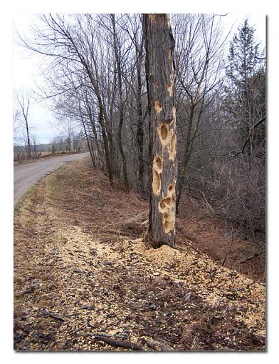 Costa's Hummingbird did not do this.-tree-web.jpg