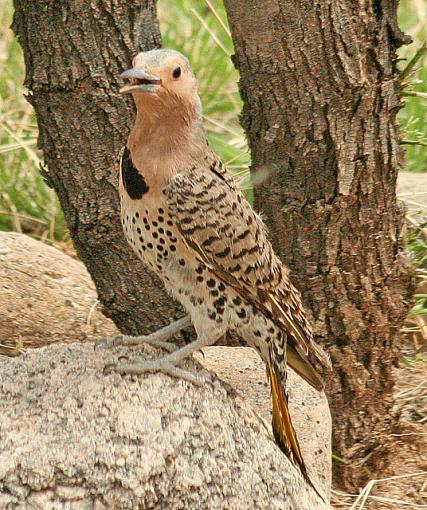 Gilded Flicker-flick_pre_640.jpg