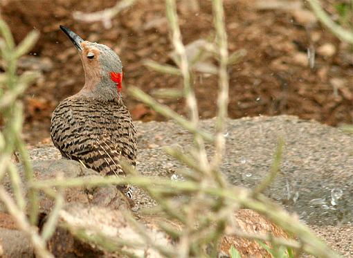 Gilded Flicker-bath_flicker1a_640.jpg