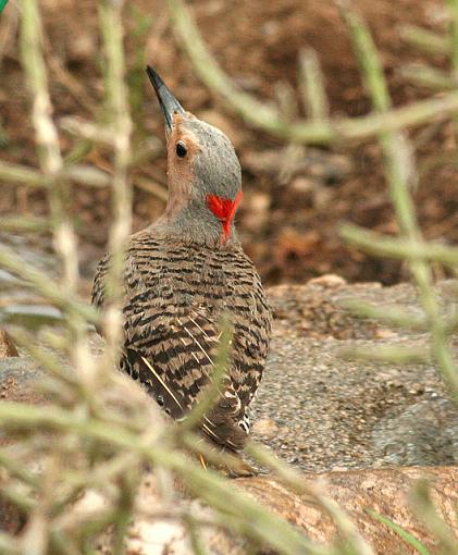 Gilded Flicker-bath_flick2_640.jpg