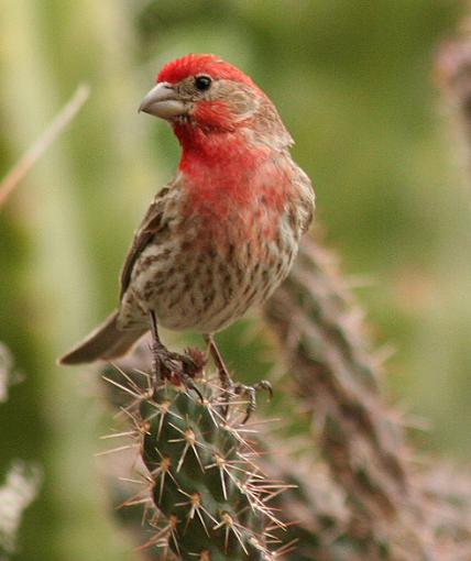 Male House Finch-m_h_finch.jpg