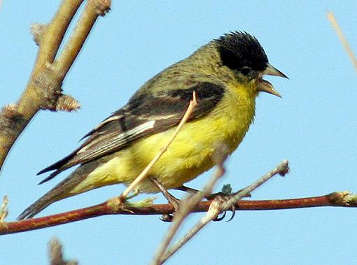 Lesser American Goldfinches - Male + Female-mless_640_lo.jpg