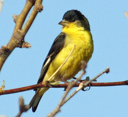 Lesser American Goldfinches - Male + Female-mless_640_lo2.jpg