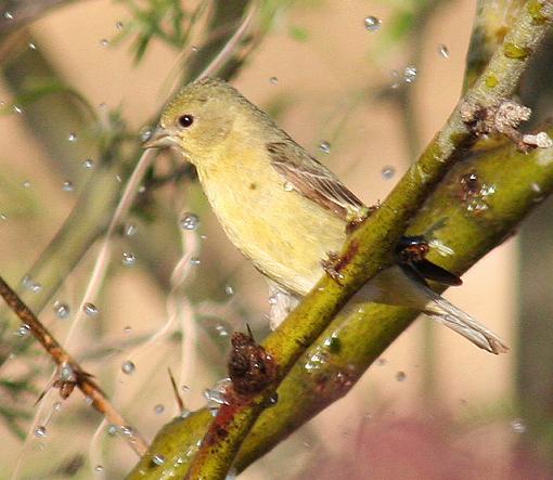 Lesser American Goldfinches - Male + Female-lessffinch_bath_crop.jpg