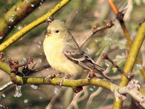 Lesser American Goldfinches - Male + Female-img_1852_crop.jpg