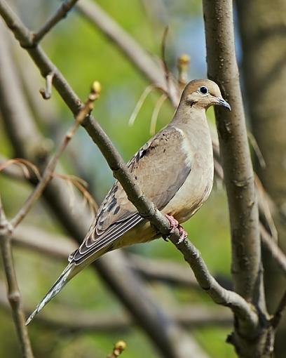 Various from this afternoon-turtle-dove-04-16-06.jpg