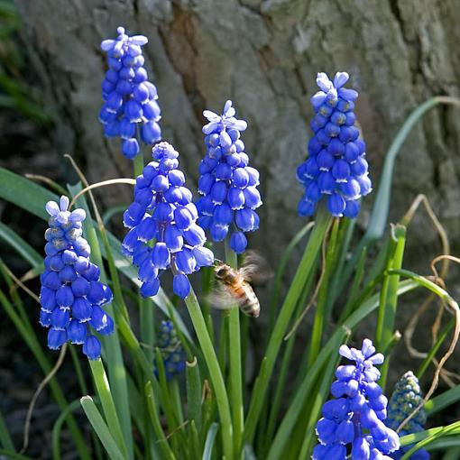 Various from this afternoon-flowers-bee-04-16-06.jpg