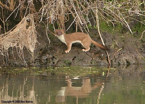 My First Stoat-stoat-8-edited-.jpg