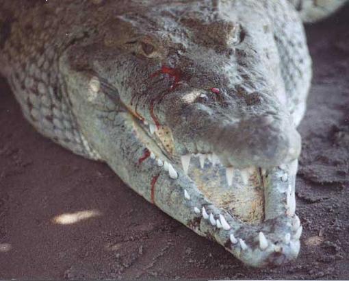 Alligator Thread...-bloodhlf.jpg